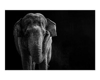 Elephant art print poster monotone, wildlife wall decor