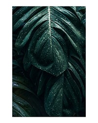 Monstera leaf art print poster, wall decor