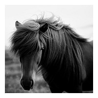 Horse art print poster monotone, wildlife wall decor