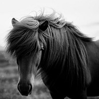 Horse background, animal in monotone