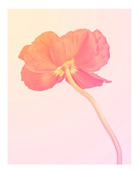 Aesthetic flower art print, orange poppy wall decor