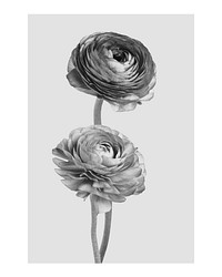 Aesthetic flower art print, monotone wall decor