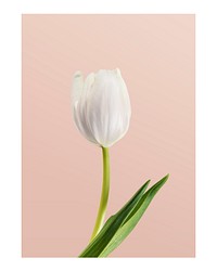 Aesthetic flower art print poster, white tulip wall decor