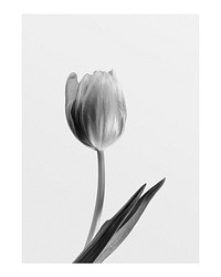 Tulip flower art print, monotone wall decor