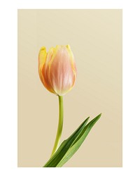 Aesthetic flower art print, tulip wall decor