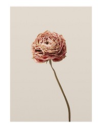 Aesthetic flower art print, wall poster