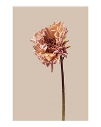 Aesthetic flower art print poster, dried chrysanthemum wall decor