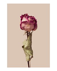 Aesthetic dried rose art print poster, red minimal wall decor