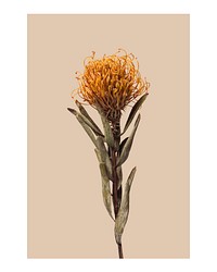 Aesthetic flower art print, dried orange pincushion protea wall decor