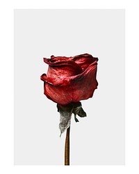 Aesthetic dried rose art print, red minimal wall decor