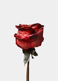 Dried red rose, white background