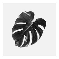 Monstera leaf art print poster monotone, wall decor