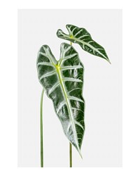 Minimal leaf art print, Amazonian elephant ear plant wall decor