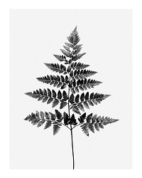 Aesthetic fern leaf art print poster monotone, plant wall decor