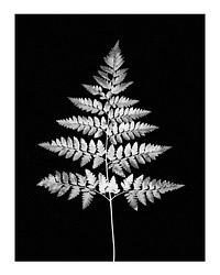 Aesthetic fern leaf art print, monotone, plant wall decor