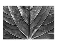 Aesthetic leaf texture art print monotone, macro shot, wall decor