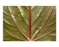 Aesthetic leaf texture art print poster, macro shot, wall decor