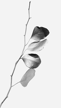 Leaves mobile wallpaper, black and white plant