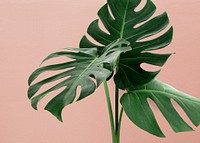 Monstera leaves, pink background