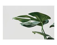 Monstera leaf art print poster, wall decor