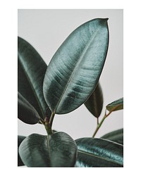 Rubber plant art print poster, macro shot, wall decor