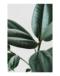 Rubber plant art print, macro shot, wall decor