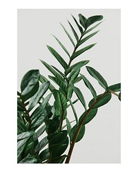 Minimal plant art print poster, zz plant macro shot, wall decor