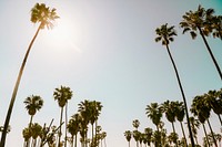 Summer background, palm trees with blue sky