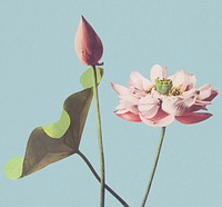 Lotus flower sticker, vintage botanical illustration psd, remix from the artwork of Ogawa Kazumasa