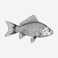 Fish drawing, vintage sea life illustration. Free public domain CC0 image.