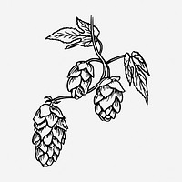 Hops drawing, vintage brewing illustration. Free public domain CC0 image.