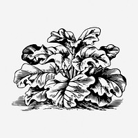 Rhubarb drawing, vintage vegetable illustration. Free public domain CC0 image.