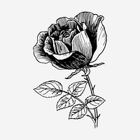 Rose flower drawing, vintage botanical illustration. Free public domain CC0 image.