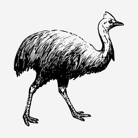 Cassowary drawing, vintage bird illustration. Free public domain CC0 image.