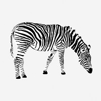 Zebra drawing, vintage wildlife illustration. Free public domain CC0 image.
