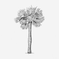 Palm tree drawing, vintage botanical illustration. Free public domain CC0 image.
