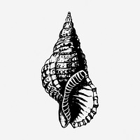 Sea shell drawing, vintage sea life illustration. Free public domain CC0 image.