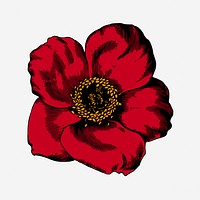 Red poppy flower clipart, vintage botanical illustration. Free public domain CC0 image.