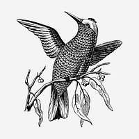 Passerine bird drawing, vintage animal illustration. Free public domain CC0 image.