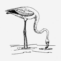 Flamingo bird drawing, vintage animal illustration. Free public domain CC0 image.