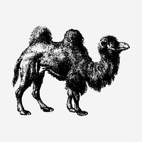 Camel drawing, vintage wildlife illustration. Free public domain CC0 image.