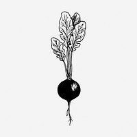 Radish drawing, vintage vegetable illustration. 