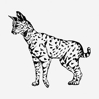 Serval drawing, vintage wildlife illustration. Free public domain CC0 image.