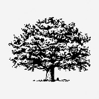 Tree drawing, vintage botanical illustration. Free public domain CC0 image.