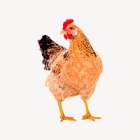 Chicken clipart, farm animal illustration. Free public domain CC0 image.