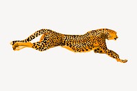 Leopard background, animal illustration. Free public domain CC0 image.