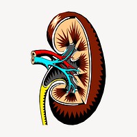 Kidney, organ clipart, medical illustration. Free public domain CC0 image.