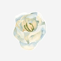 Classic white flower hand drawn watercolor 