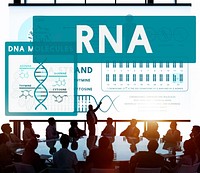 RNA Ribonucleic Physical Molecule Evolution Concept