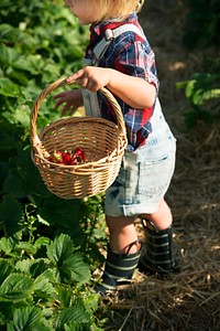 Little boy picking strawberry in a farm